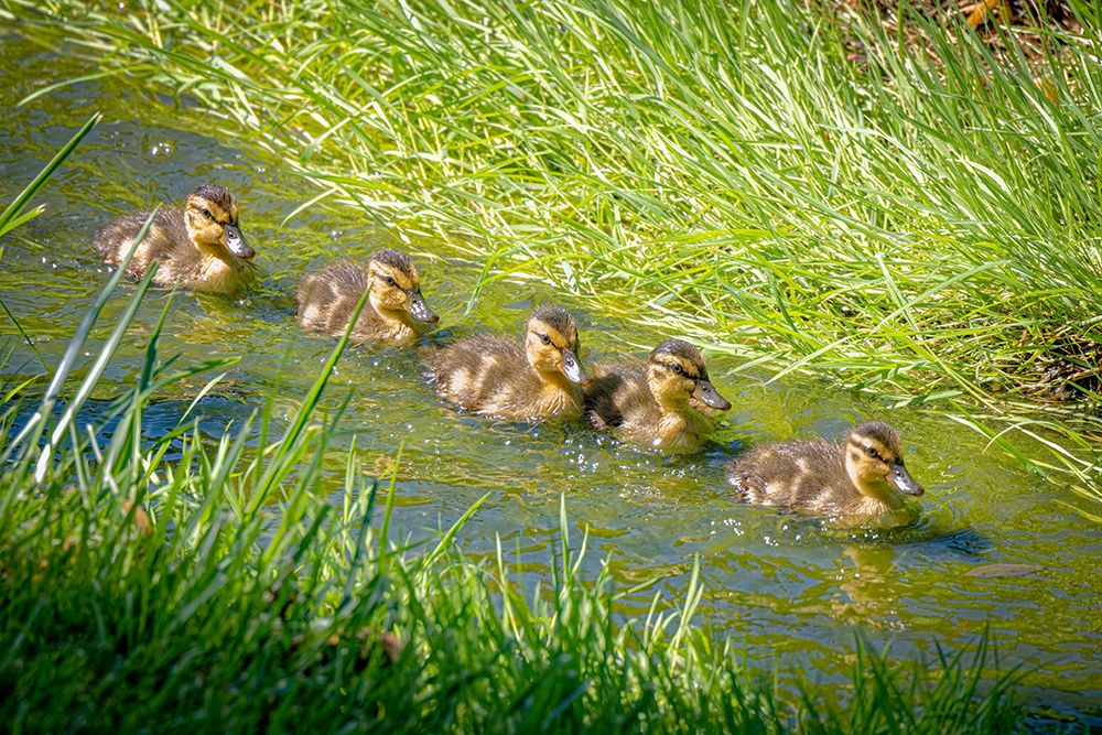 USA-Colorado-Fort Collins Mallard ducklings swimming in stream art print by Jaynes Gallery for $57.95 CAD