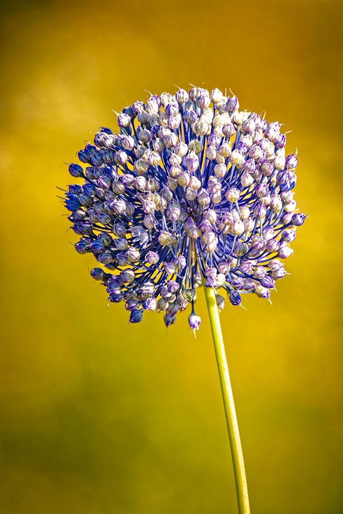USA-Colorado-Fort Collins Blue allium flower art print by Jaynes Gallery for $57.95 CAD