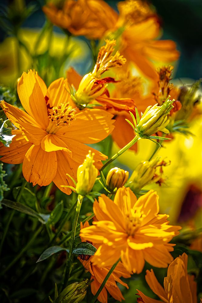 USA-Colorado-Fort Collins Yellow coreopsis flowers art print by Jaynes Gallery for $57.95 CAD