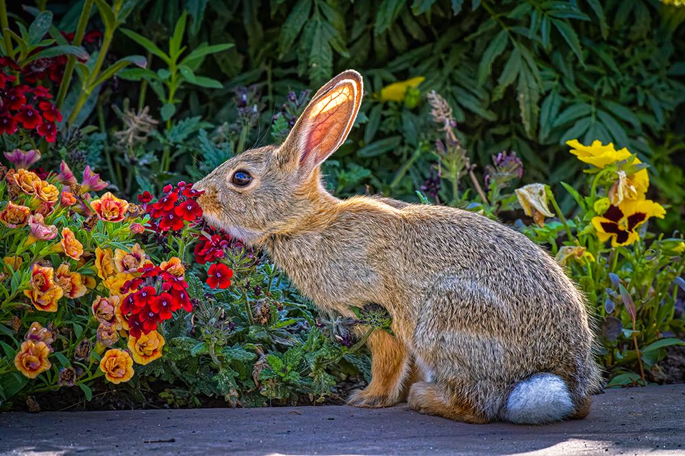 USA-Colorado-Fort Collins Eastern cottontail rabbit close-up art print by Jaynes Gallery for $57.95 CAD