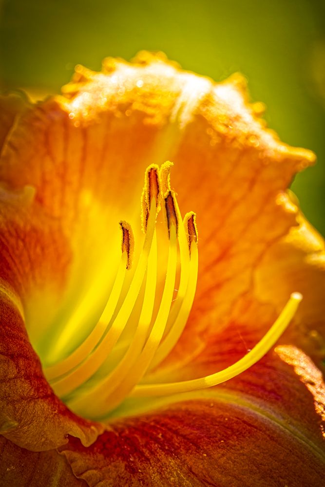 USA-Colorado-Fort Collins Close-up of yellow lily art print by Jaynes Gallery for $57.95 CAD