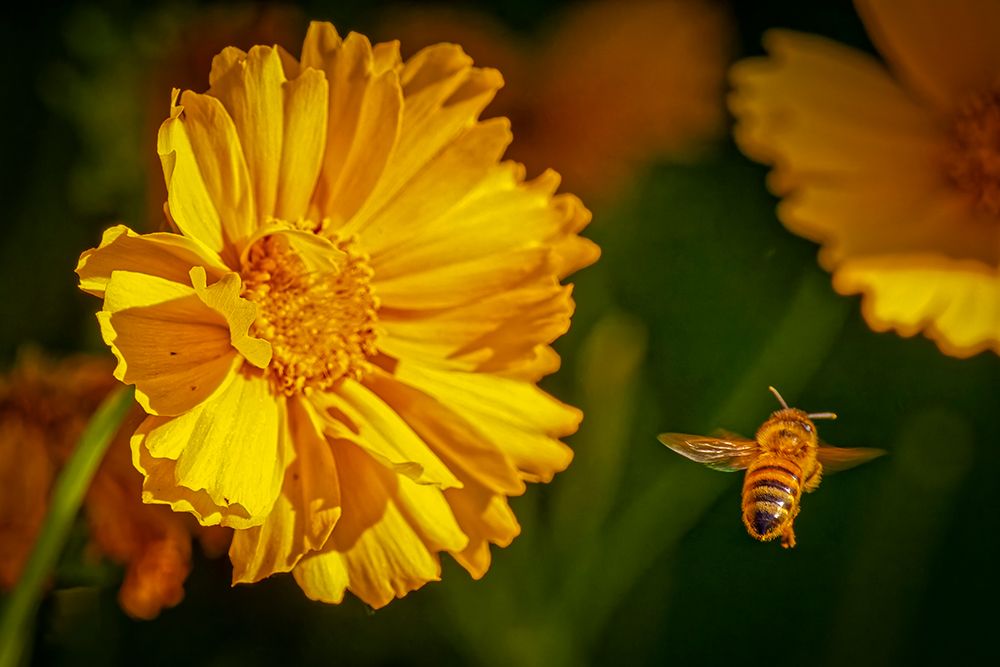 USA-Colorado-Fort Collins Honey bee flying near yellow flower art print by Jaynes Gallery for $57.95 CAD