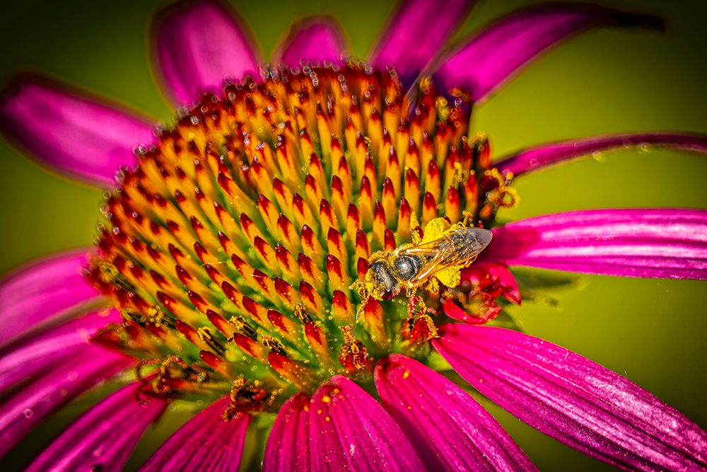 USA-Colorado-Fort Collins Honey bee on echinacea flower art print by Jaynes Gallery for $57.95 CAD
