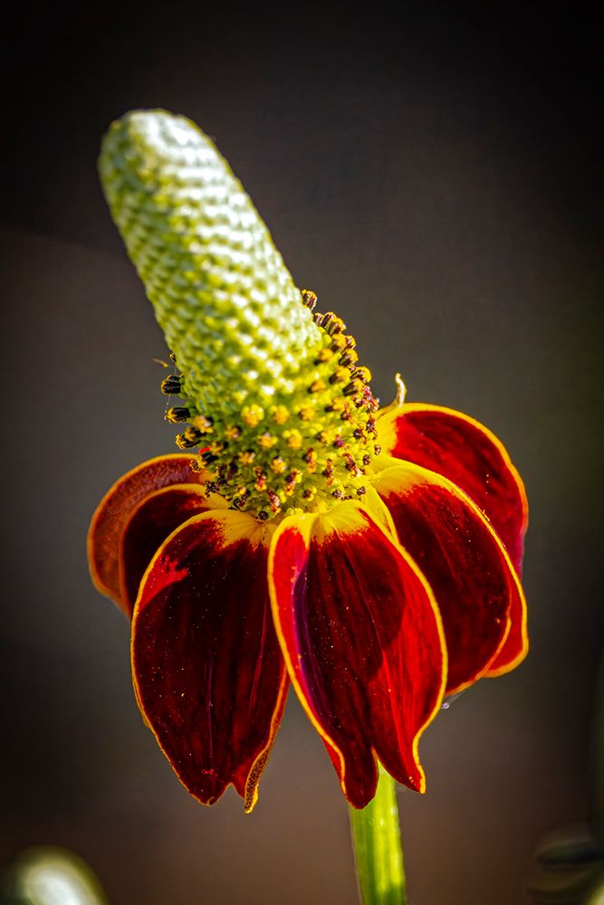 USA-Colorado-Fort Collins Prairie coneflower close-up art print by Jaynes Gallery for $57.95 CAD