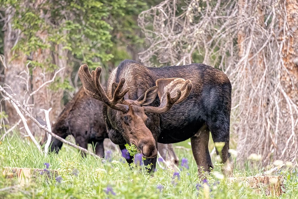 USA-Colorado-Cameron Pass Shiras moose male and female grazing art print by Jaynes Gallery for $57.95 CAD