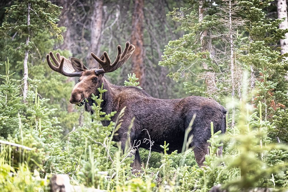 USA-Colorado-Cameron Pass Shiras male moose grazing in forest art print by Jaynes Gallery for $57.95 CAD