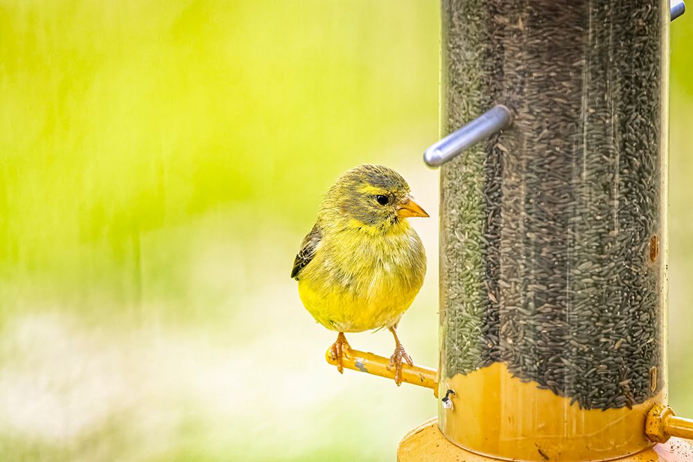 USA-Colorado-Fort Collins Young male American goldfinch art print by Jaynes Gallery for $57.95 CAD