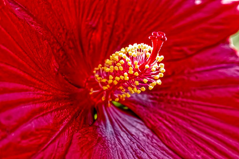 USA-Colorado-Fort Collins Hibiscus flower detail art print by Jaynes Gallery for $57.95 CAD