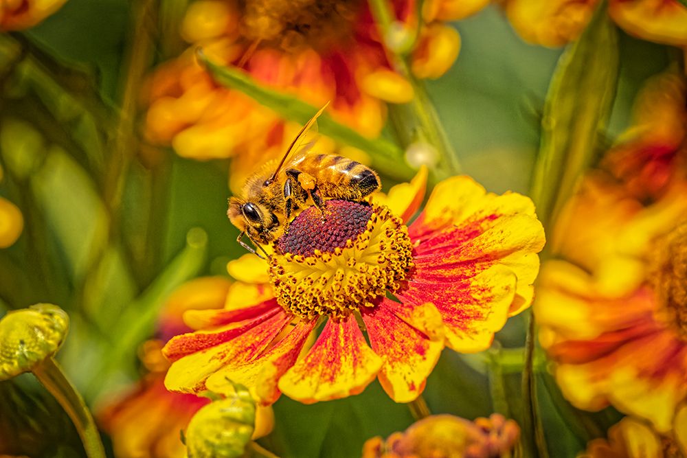 USA-Colorado-Fort Collins Honey bee on coreopsis flower art print by Jaynes Gallery for $57.95 CAD