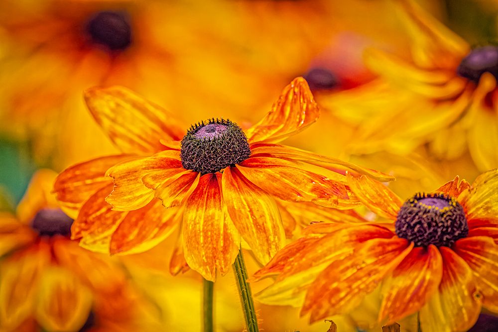 USA-Colorado-Fort Collins Coreopsis flowers close-up art print by Jaynes Gallery for $57.95 CAD