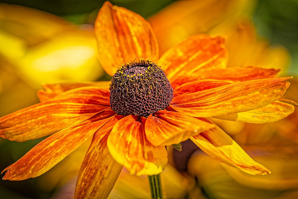 USA-Colorado-Fort Collins Coreopsis flowers close-up art print by Jaynes Gallery for $57.95 CAD