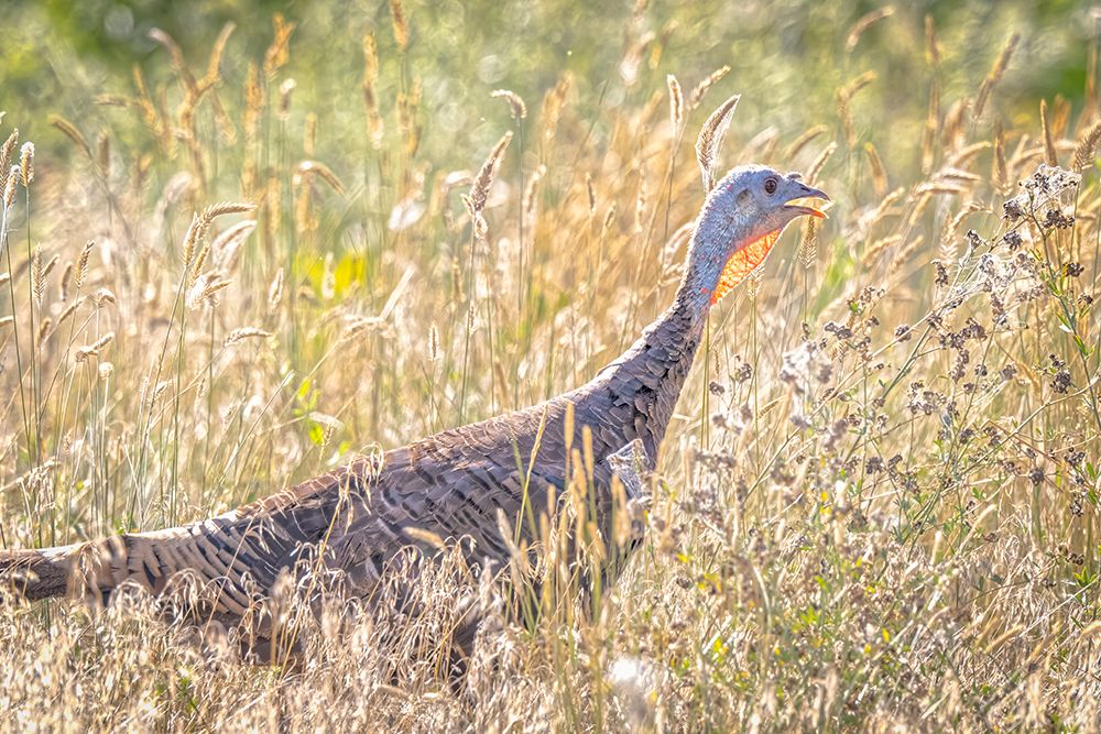 USA-Colorado-Fort Collins Merriam wild turkey in grassy field art print by Jaynes Gallery for $57.95 CAD