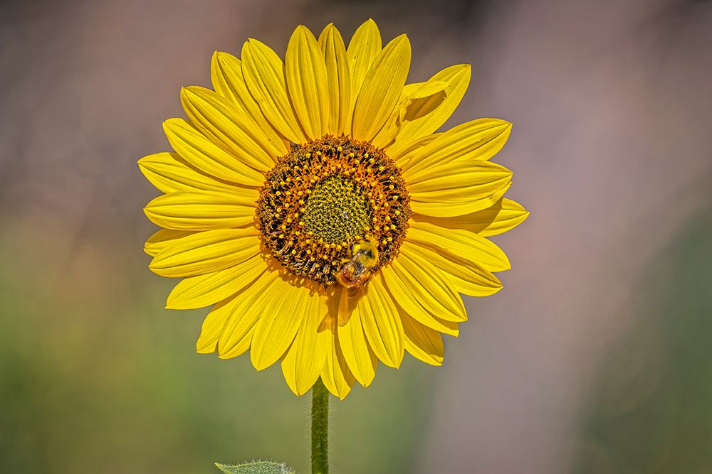 USA-Colorado-Fort Collins Orange-belted bumble bee on sunflower art print by Jaynes Gallery for $57.95 CAD