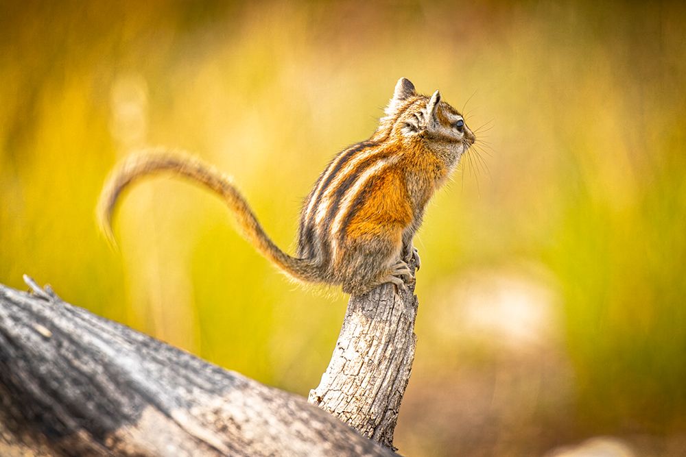 USA-Colorado Least chipmunk on log art print by Jaynes Gallery for $57.95 CAD