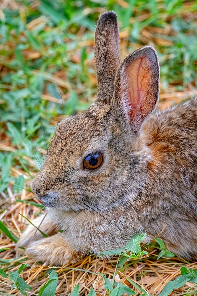 USA-Colorado-Fort Collins Eastern cottontail rabbit close-up art print by Jaynes Gallery for $57.95 CAD