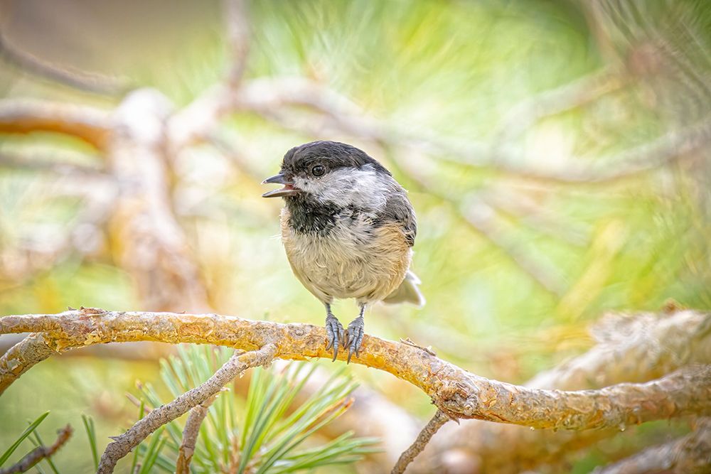 USA-Colorado-Fort Collins Black-capped chickadee on tree limb art print by Jaynes Gallery for $57.95 CAD
