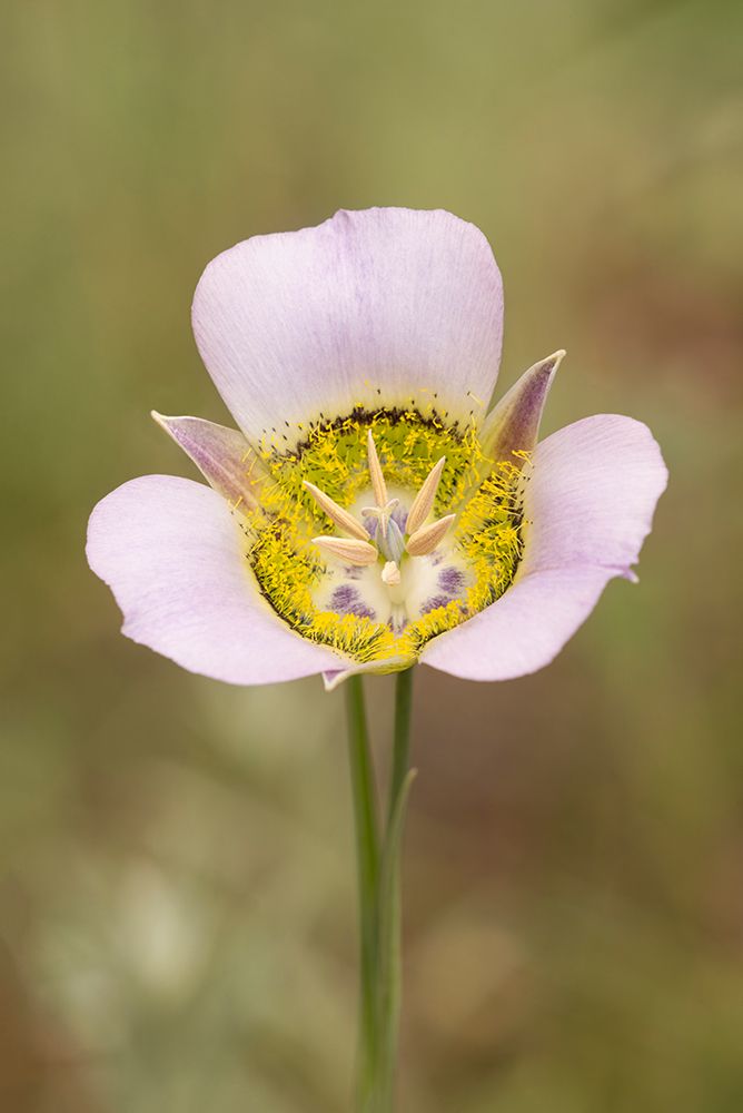 USA-Colorado-Woodland Park Mariposa lily close-up art print by Jaynes Gallery for $57.95 CAD