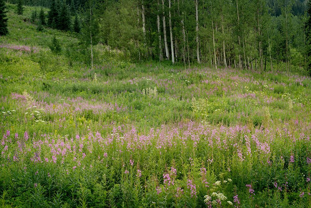 USA-Colorado-Gunnison National Forest Fireweed wildflowers and aspens in meadow art print by Jaynes Gallery for $57.95 CAD
