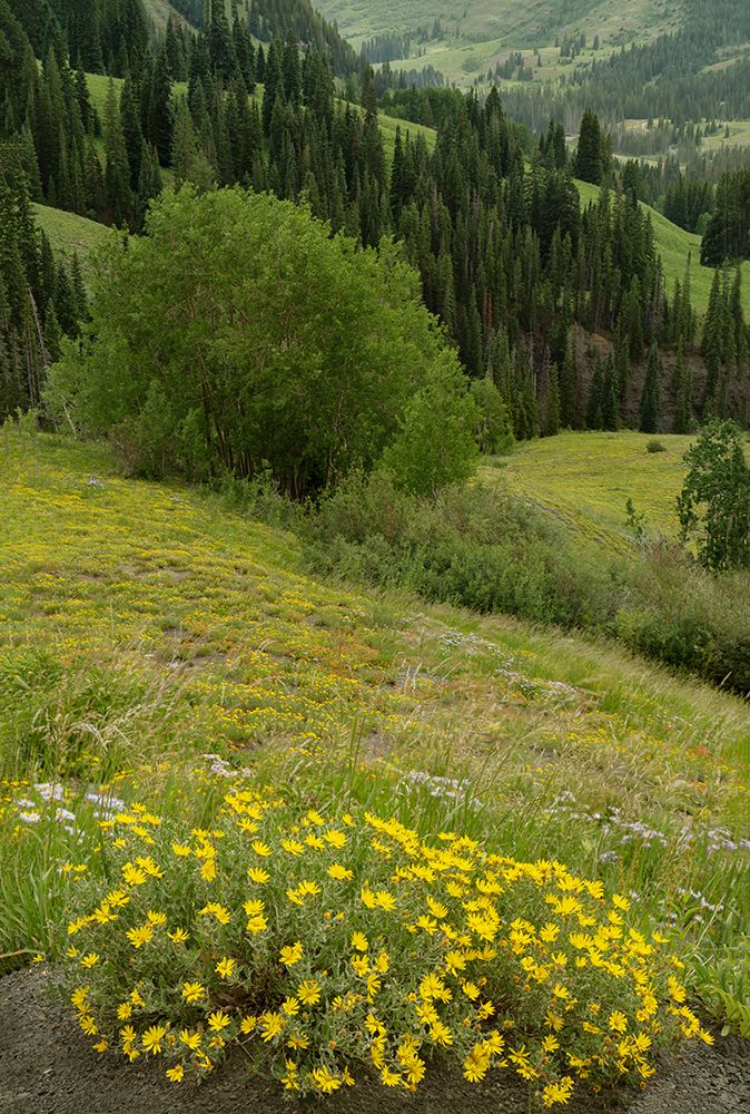 USA-Colorado-Gunnison National Forest Hairy golden aster flowers and mountain landscape art print by Jaynes Gallery for $57.95 CAD