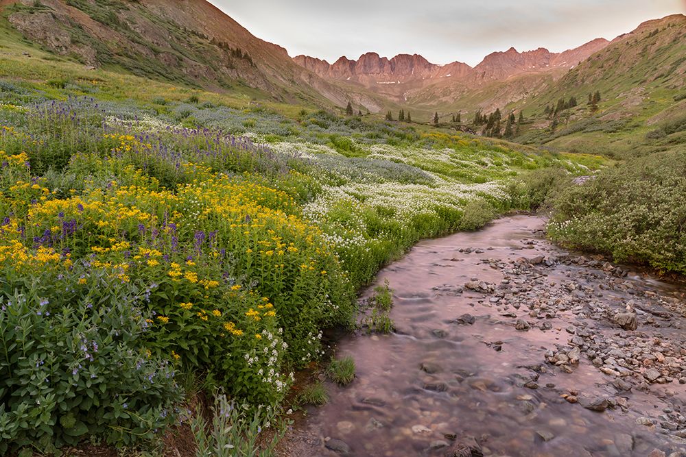 USA-Colorado Mountain landscape with wildflowers and stream art print by Jaynes Gallery for $57.95 CAD