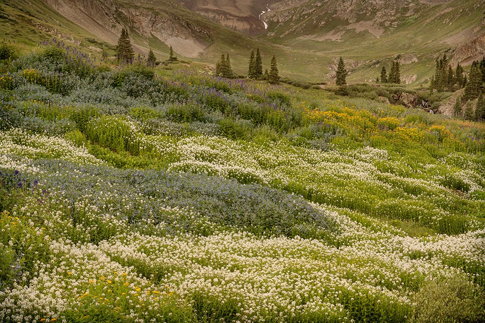 USA-Colorado-American Basin Wildflowers in mountain meadow art print by Jaynes Gallery for $57.95 CAD