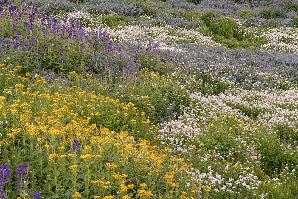 USA-Colorado-American Basin Wildflowers in mountain meadow art print by Jaynes Gallery for $57.95 CAD
