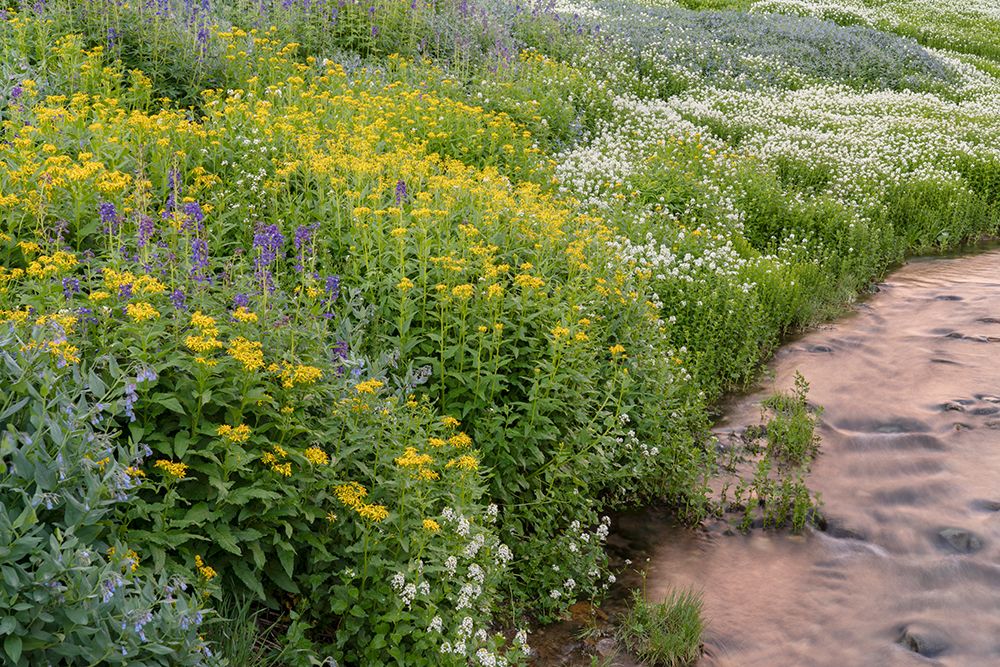 USA-Colorado Mountain wildflowers and stream art print by Jaynes Gallery for $57.95 CAD