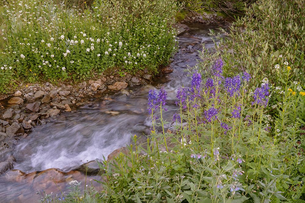 USA-Colorado Mountain wildflowers and stream art print by Jaynes Gallery for $57.95 CAD