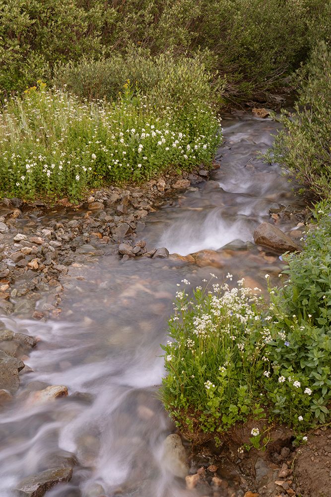 USA-Colorado Mountain wildflowers and stream art print by Jaynes Gallery for $57.95 CAD