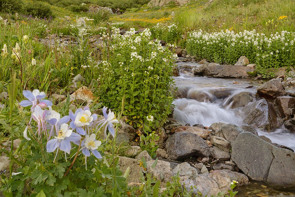 USA-Colorado Mountain wildflowers and stream art print by Jaynes Gallery for $57.95 CAD