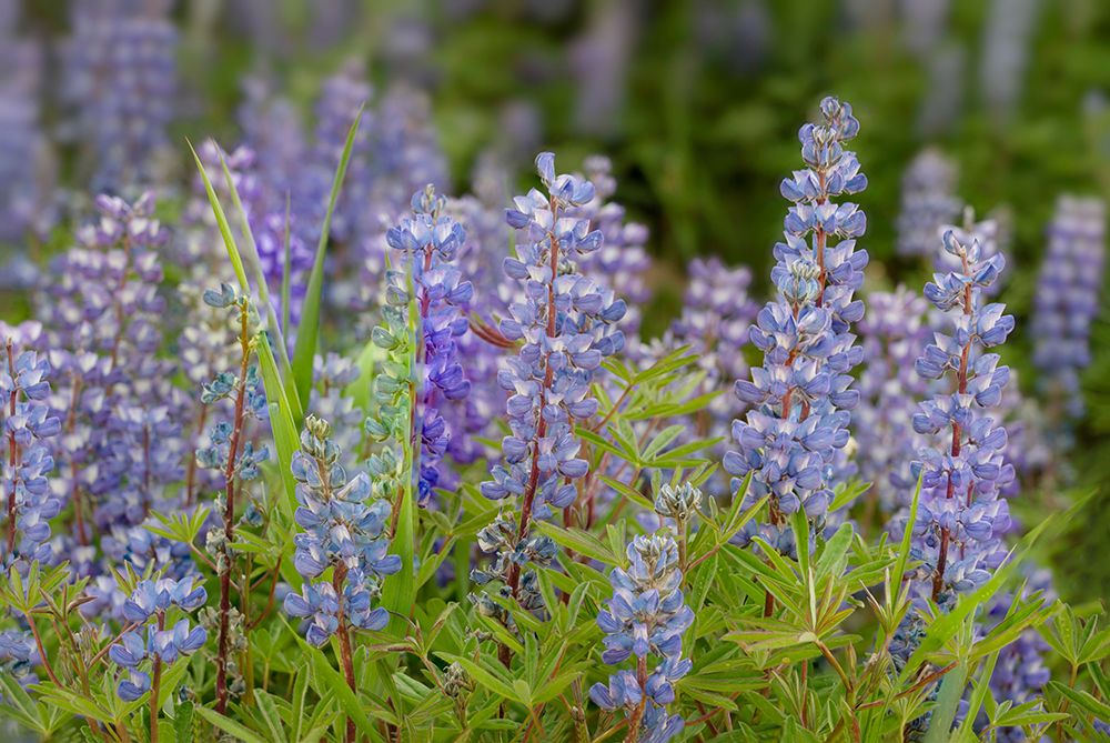 USA-Colorado-Gunnison National Forest Lupine flowers in San Juan Mountains art print by Jaynes Gallery for $57.95 CAD