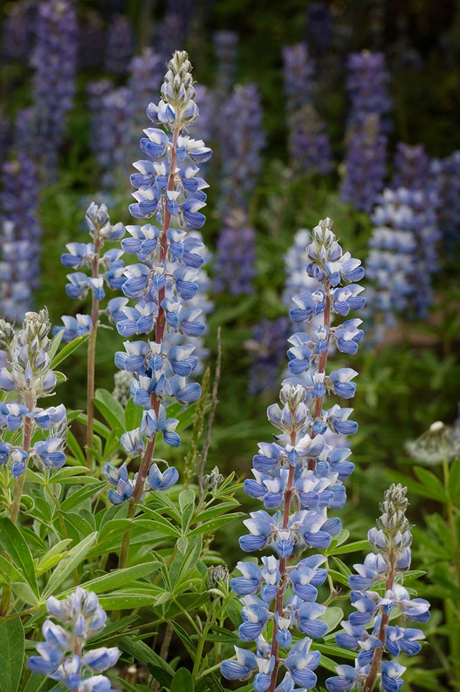 USA-Colorado-Gunnison National Forest Lupine flowers in San Juan Mountains art print by Jaynes Gallery for $57.95 CAD