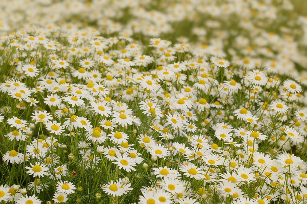 USA-Colorado Wild chamomile flowers in a mountain meadow art print by Jaynes Gallery for $57.95 CAD