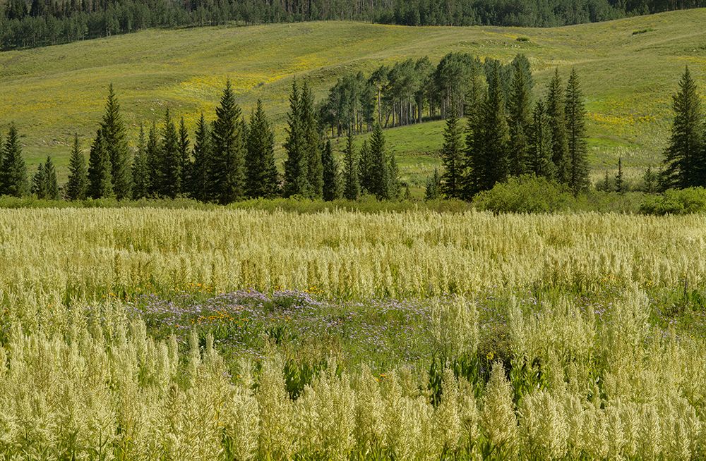 USA-Colorado-Gunnison National Forest Cornhusk lilies in mountain meadow art print by Jaynes Gallery for $57.95 CAD