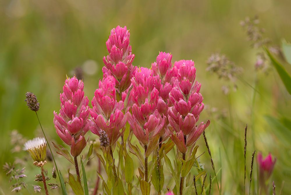 USA-Colorado-American Basin Rosy paintbrush flowers close-up art print by Jaynes Gallery for $57.95 CAD