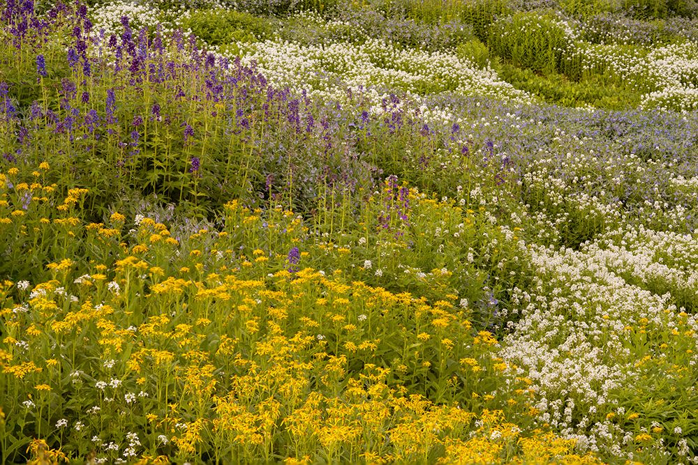 USA-Colorado-Gunnison National Forest Field of wildflowers art print by Jaynes Gallery for $57.95 CAD