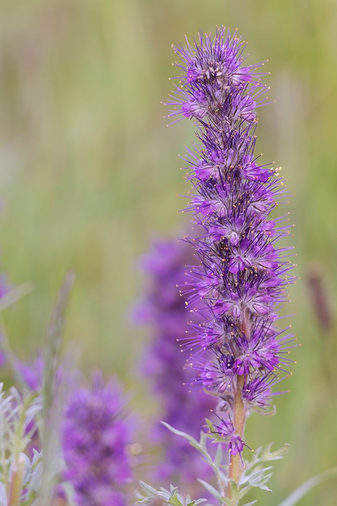 USA-Colorado-Gunnison National Forest Purple fringe flower close-up art print by Jaynes Gallery for $57.95 CAD