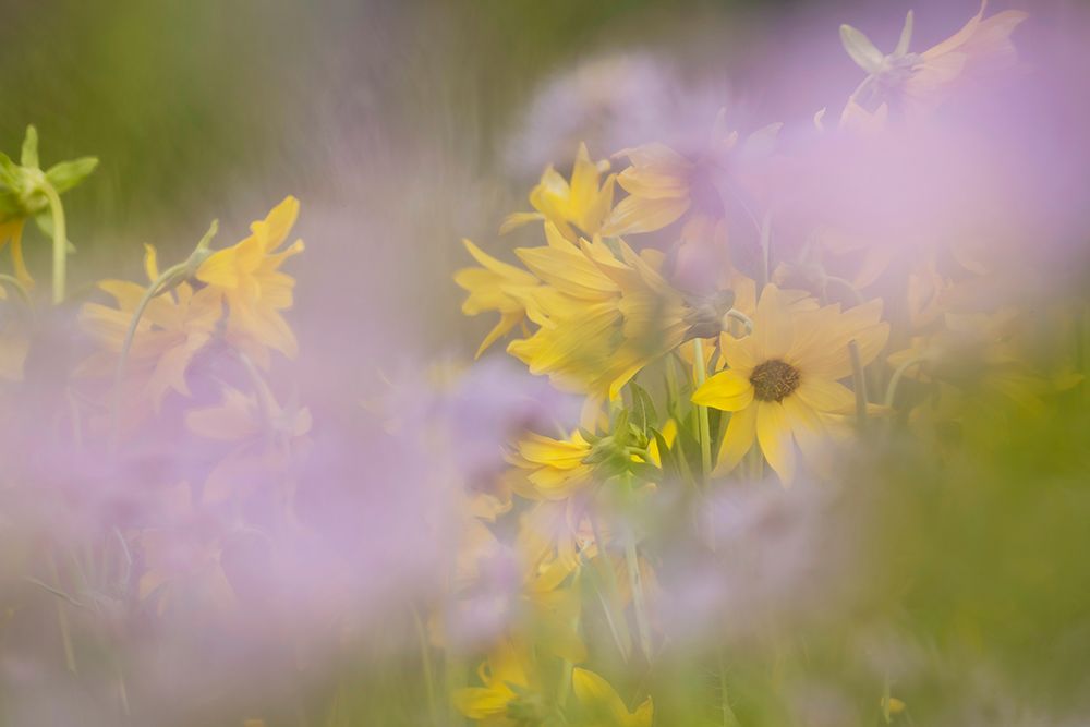 USA-Colorado-Gunnison National Forest Mule-ears and aster flowers abstract art print by Jaynes Gallery for $57.95 CAD