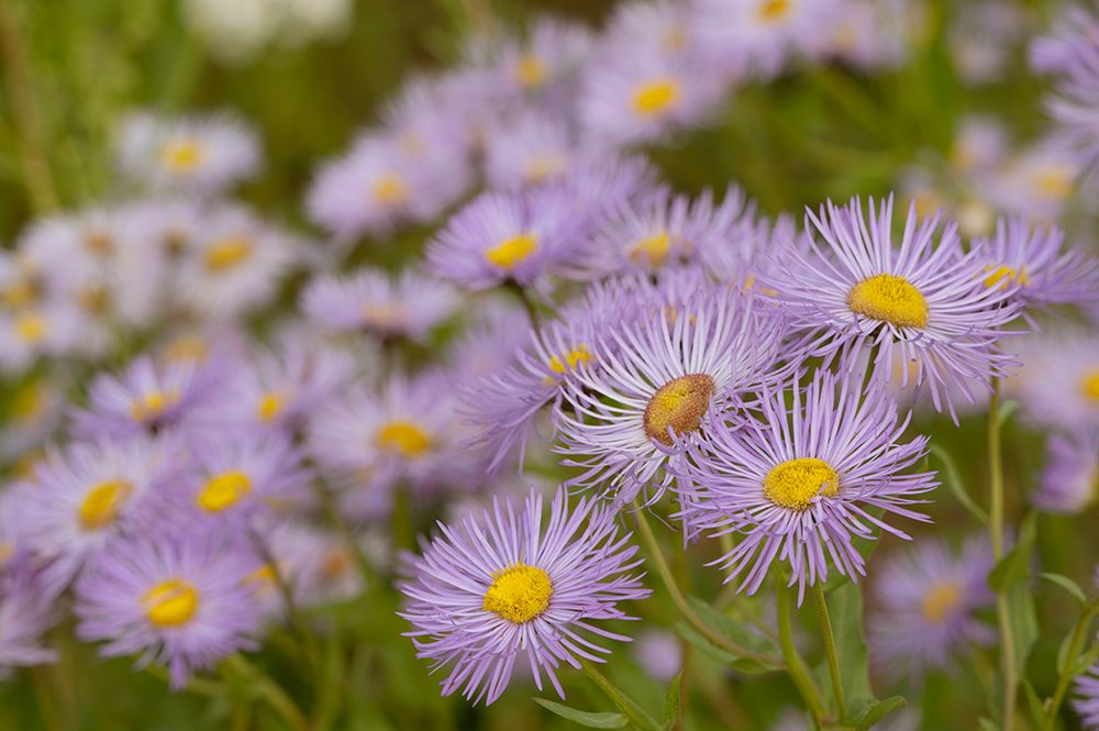 USA-Colorado-Gunnison National Forest Showy daisy flowers close-up art print by Jaynes Gallery for $57.95 CAD