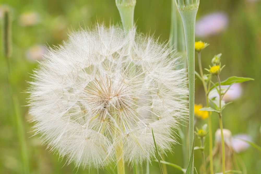 USA-Colorado-Gunnison National Forest Western salsify seedhead close-up art print by Jaynes Gallery for $57.95 CAD