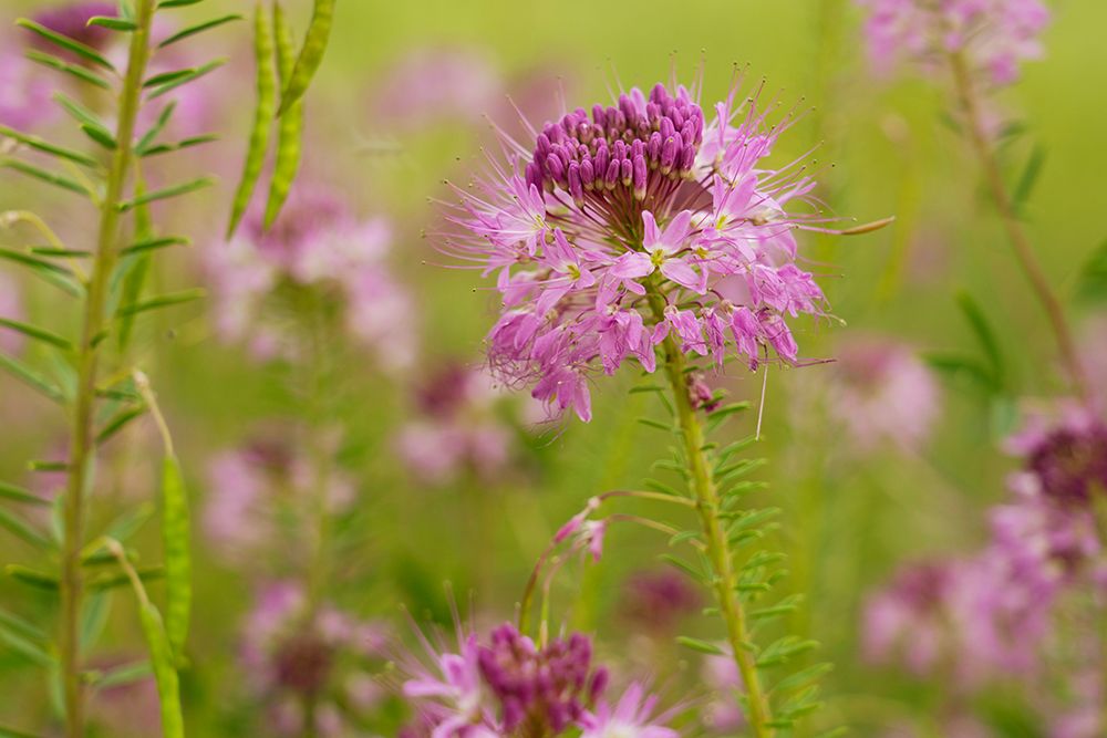 USA-Colorado Rocky Mountain bee plant close-up art print by Jaynes Gallery for $57.95 CAD