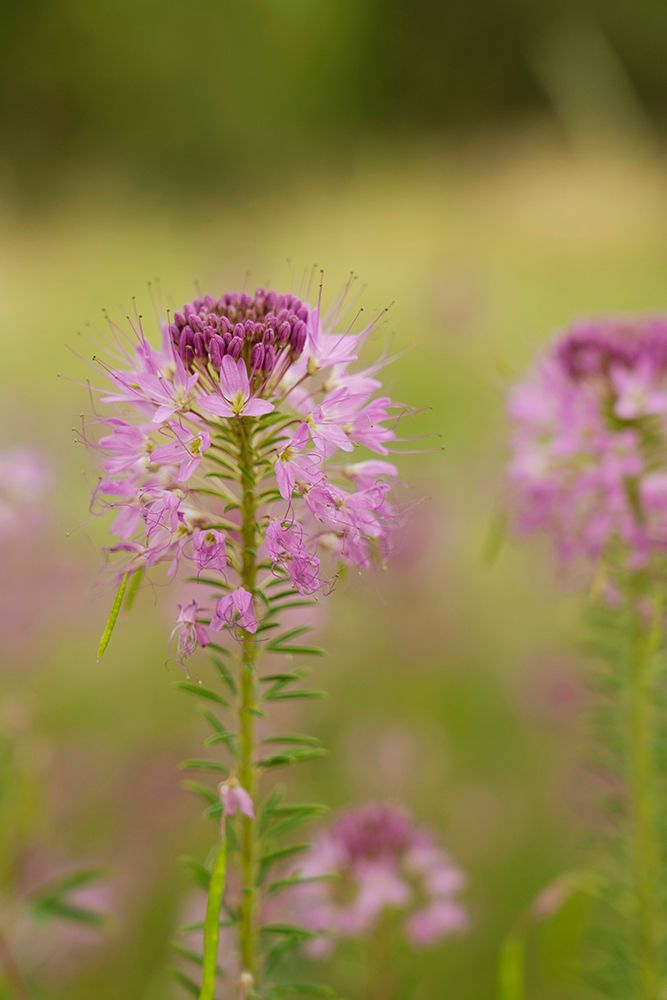 USA-Colorado Rocky Mountain bee plant close-up art print by Jaynes Gallery for $57.95 CAD