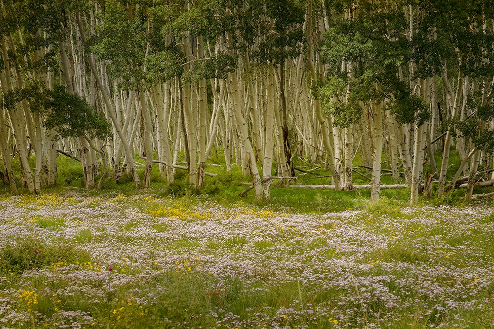 USA-Colorado-San Juan Mountains Wildflowers in mountain meadow art print by Jaynes Gallery for $57.95 CAD