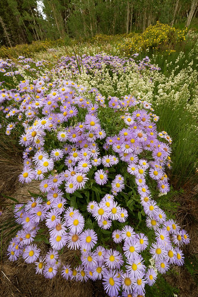 USA-Colorado-San Juan Mountains Wildflowers in meadow art print by Jaynes Gallery for $57.95 CAD