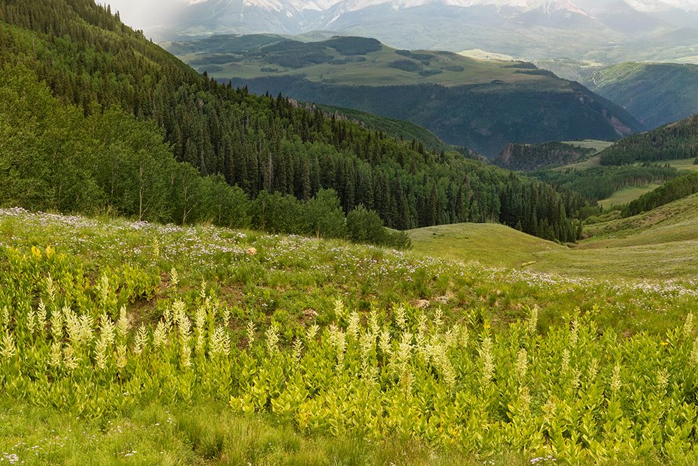 USA-Colorado-San Juan Mountains Summer mountain landscape art print by Jaynes Gallery for $57.95 CAD
