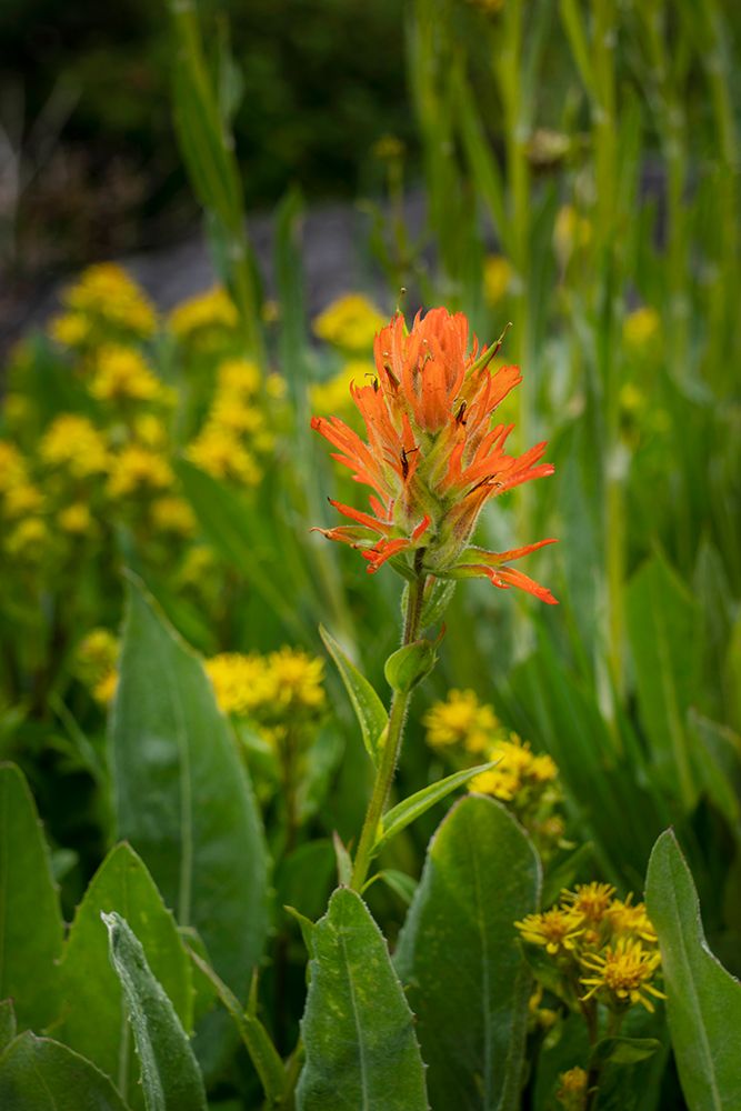 USA-Colorado-Uncompahgre National Forest Indian paintbrush flower close-up art print by Jaynes Gallery for $57.95 CAD