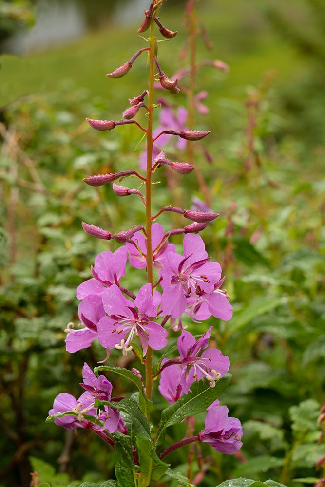 USA-Colorado-Uncompahgre National Forest Fireweed flowers close-up art print by Jaynes Gallery for $57.95 CAD