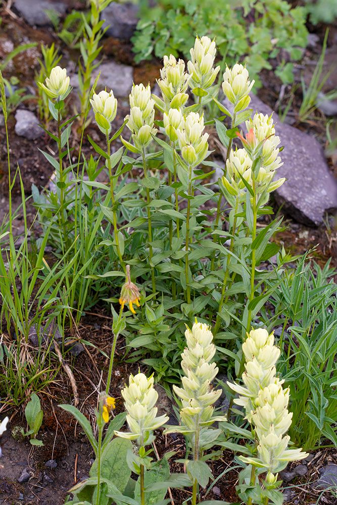 USA-Colorado-Uncompahgre National Forest Yellow paintbrush flowers close-up art print by Jaynes Gallery for $57.95 CAD