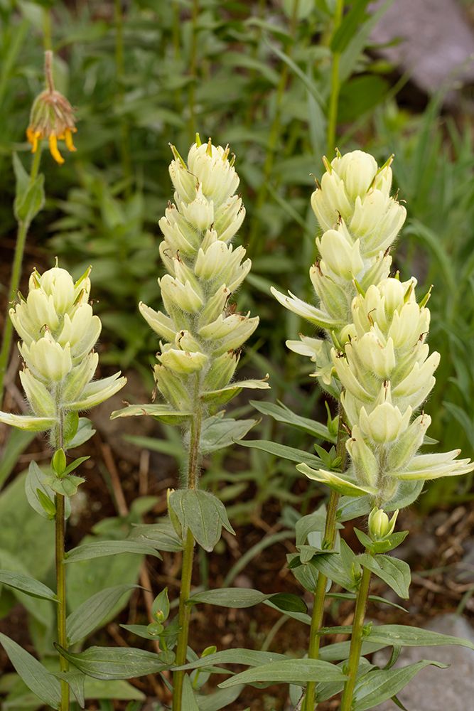 USA-Colorado-Uncompahgre National Forest Yellow paintbrush flowers close-up art print by Jaynes Gallery for $57.95 CAD