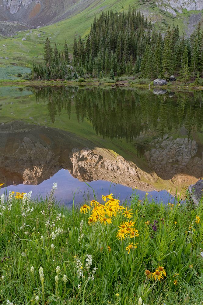 USA-Colorado-Uncompahgre National Forest Mountain and forest sunrise reflects in lake art print by Jaynes Gallery for $57.95 CAD